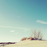 Desert with short bushes under blue skies in Arizona.